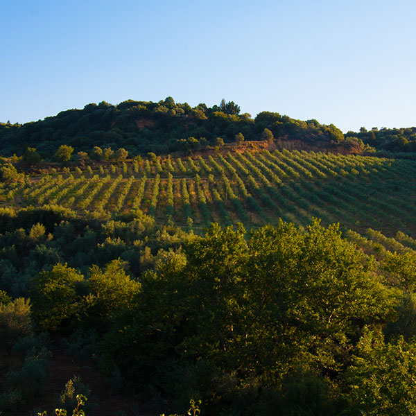 Meet the varieties and the quality of our family greek olive oil