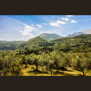 &Omicron;&iota; &epsilon;&lambda;&alpha;&iota;ώ&nu;&epsilon;&sigmaf; &tau;&eta;&sigmaf; &omicron;&iota;&kappa;&omicron;&gamma;έ&nu;&epsilon;&iota;&alpha;&sigmaf; &Mu;&pi;&omicron;&upsilon;&rho;&lambda;ό&kappa;&alpha;