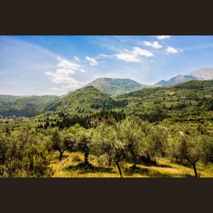 Οι ελαιώνες της οικογένειας Μπουρλόκα